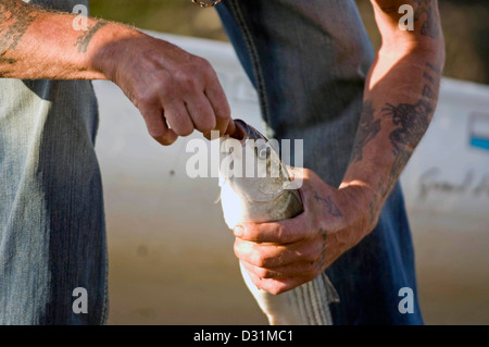 Fischer, entfernen den Haken aus dem Mund eines Fisches. Stockfoto