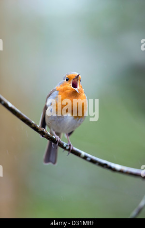 Robin; Erithacus Rubecula; Cornwall; VEREINIGTES KÖNIGREICH; Lied Stockfoto