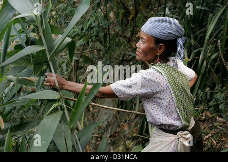 Khasi Frau, Cherrapunji, Meghalaya, Nordost-Indien Stockfoto