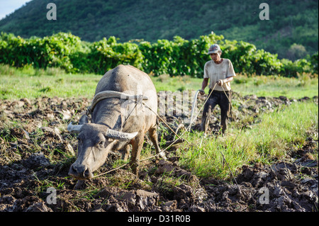 Man bereitet die Felder Pflanzen Reis, Coron Island, Philippinen, Asien Stockfoto