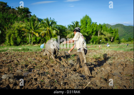 Man bereitet die Felder Pflanzen Reis, Coron Island, Philippinen, Asien Stockfoto