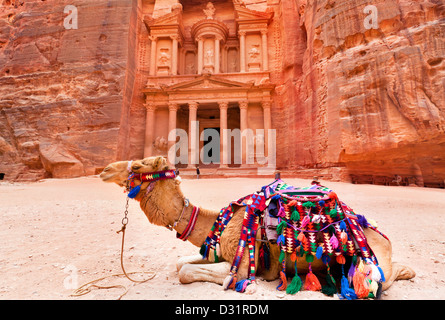 Beduinen Kamel liegt in der Nähe der Schatzkammer, die Al Khazneh in den Felsen in Petra, Jordanien geschnitzt Stockfoto