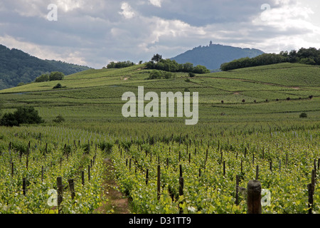 Schloss und Weingut im Frühling in der Nähe von Dambach-la-Ville, Elsass, Frankreich Stockfoto