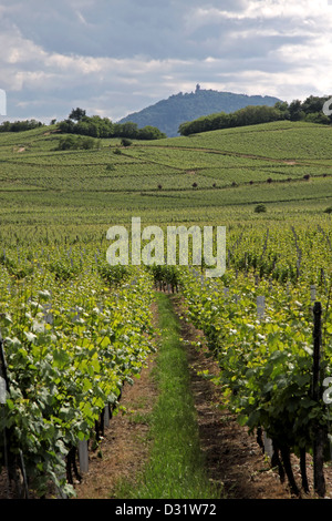 Schloss und Weingut im Frühling in der Nähe von Dambach-la-Ville, Elsass, Frankreich Stockfoto