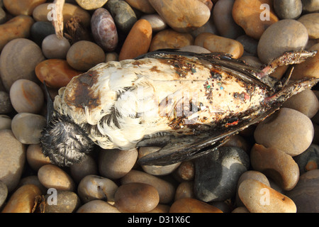 Tot geölte Guillemot Uria Aalge angespült Chesil Beach Dorset UK Januar 2013 mit Polyisbutene kontaminiert. Stockfoto