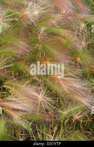 Fuchsschwanz Gerste, Hordeum Jubatum, Poaceae. Nord-Amerika. Auch bekannt als Eichhörnchen-Tail, Eichhörnchen-Tail Gerste, Eichhörnchen-Tail Grass. Stockfoto