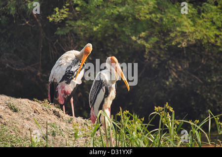 Der malte Storch Mycteria Leucocephala ist ein großer waten Vogel in der Familie Storch. Stockfoto