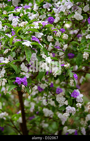 Gestern, heute und morgen Pflanze, Brunfelsia Pauciflora, Solanaceae. Tsarasaotra Park, Antananarivo, Madagaskar. Stockfoto