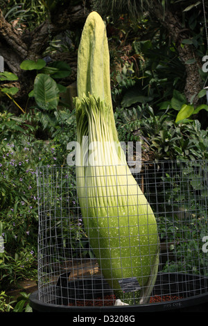 Titan Arum, Amorphophallus Titanum, Aronstabgewächse. Über zu öffnen; Kew Gardens. Stockfoto