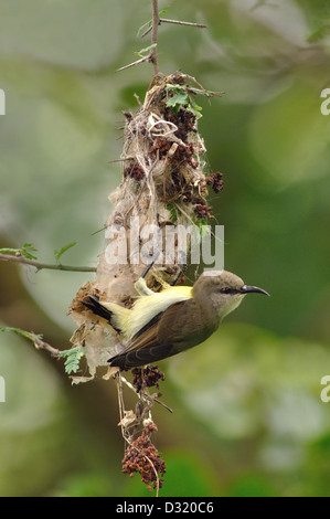 Die lila Sunbird Cinnyris Asiaticus ist eine kleine Sunbird. Nestbau Stockfoto