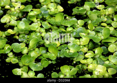 Wasserhyazinthe, Eichhornia Crassipes, Pontederiaceae. Süd-Amerika. Junge Pflanzen. Stockfoto