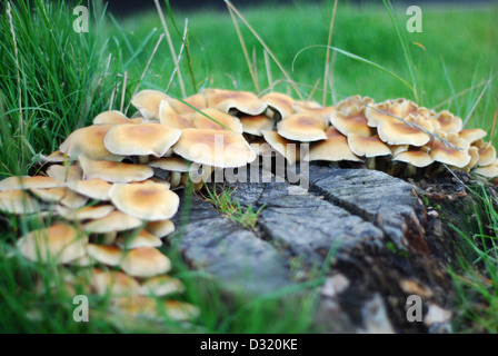 Schließen Sie herauf künstlerischen Bild aus einem Cluster von kleine Pilze und Pilze rund um einen Schnitt Baumstumpf auf Rasen mit geringen Schärfentiefe Stockfoto