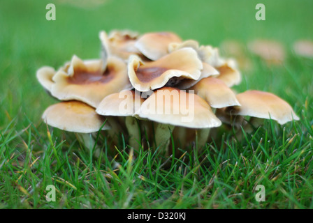 Schließen Sie herauf künstlerischen Bild aus einem Cluster von kleine Pilze und Pilze rund um einen Schnitt Baumstumpf auf Rasen mit geringen Schärfentiefe Stockfoto