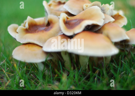 Schließen Sie herauf künstlerischen Bild aus einem Cluster von kleine Pilze und Pilze rund um einen Schnitt Baumstumpf auf Rasen mit geringen Schärfentiefe Stockfoto