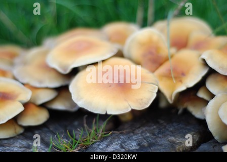 Schließen Sie herauf künstlerischen Bild aus einem Cluster von kleine Pilze und Pilze rund um einen Schnitt Baumstumpf auf Rasen mit geringen Schärfentiefe Stockfoto