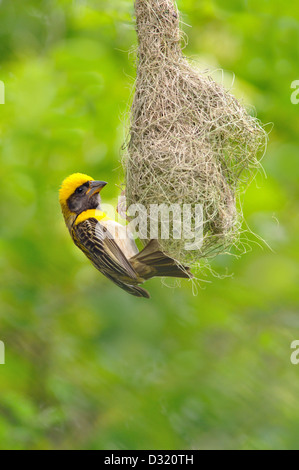 Die Baya Weaver, Ploceus Philippinus Gebäude Nest. Stockfoto