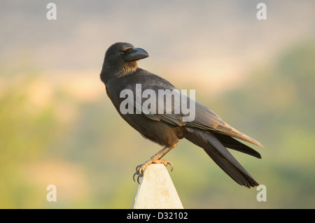 Die indischen Dschungel Krähe, Corvus Culminatus ist eine eine All-schwarze Krähe beheimatet in den Ebenen Indiens. Stockfoto