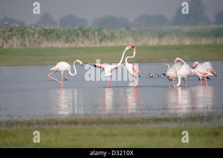 Die größeren Flamingos Phoenicopterus Roseus ist die am weitesten verbreitete Art der Flamingo-Familie. Stockfoto