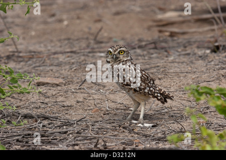 Kanincheneule Vogel Peru Flügel Federn Beute Stockfoto