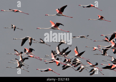 Die größeren Flamingos Phoenicopterus Roseus ist die am weitesten verbreitete Art der Flamingo-Familie. Stockfoto