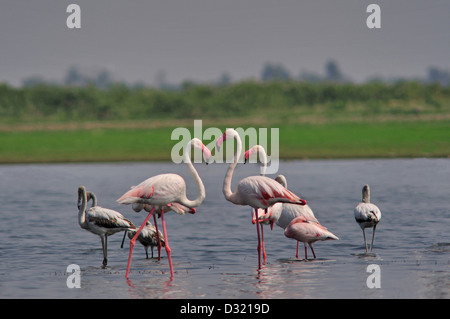 Die größeren Flamingos Phoenicopterus Roseus ist die am weitesten verbreitete Art der Flamingo-Familie. Stockfoto