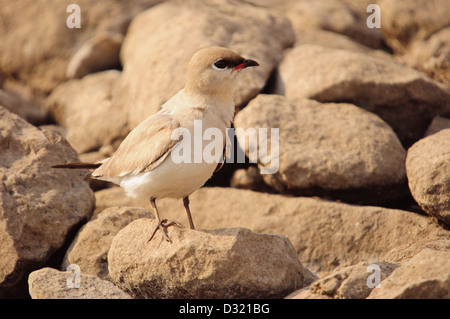 Die kleine Brachschwalbe ist ein ansässigen Züchter im westlichen Pakistan, Indien und Südostasien. Stockfoto