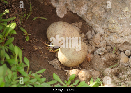 Eiern der kleinen Brachschwalbe. Die kleine Brachschwalbe ist ein ansässigen Züchter im westlichen Pakistan, Indien und Südostasien. Stockfoto