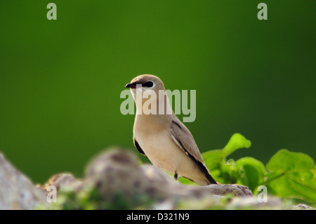 Die kleine Brachschwalbe Glareola Lactea ist ein ansässigen Züchter im westlichen Pakistan, Indien und Südostasien. Stockfoto