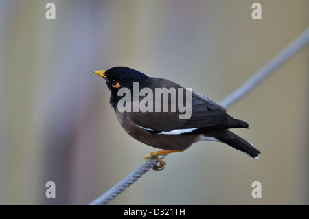 Die Gemeinsame Myna oder indischen Myna, Acridotheres Tristis, buchstabiert manchmal Mynah. Stockfoto