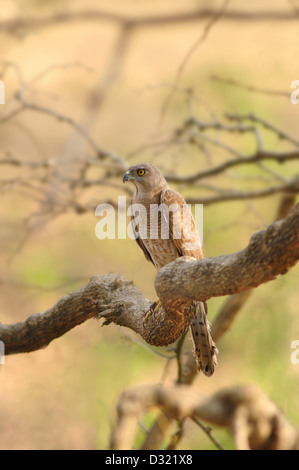 Shikra, Accipiter Badius ist ein kleiner Raubvogel in der Familie Accipitridae fand in Asien und Afrika weit verbreitet. Stockfoto