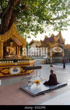 Burmesische buddhistischer Mönch sitzt in der Meditation vor einer Statue des Buddha unter einem Banyan-Baum im Shwedagon Paya, Burma. Stockfoto