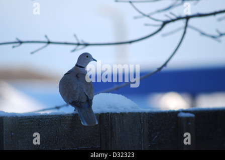 Eine Taube Taube auf einem Zaun als es dunkel wird mit Schnee bedeckt auf der Suche auf der rechten Seite des Rahmens mit einem blauen Hintergrund und kühlen Tönen Stockfoto