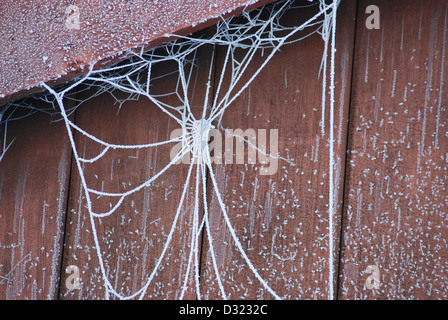 Eine Nahaufnahme von einer weißen Spinnen-Web, wie es ist bedeckt mit dicken Frost auf einem schneebedeckten rote Schuppen mit Eiskristallen klar detailliert Stockfoto