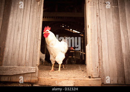 Huhn stehend an Tür von coop Stockfoto