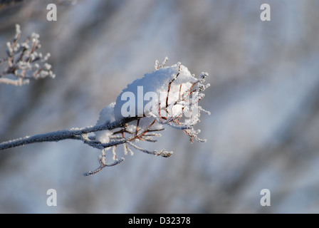 Ein Klumpen aus Schnee auf einem Ast eines Baumes im Winter hautnah mit einer geringen Tiefe von Feld und unscharfen Hintergrund um die Details anzuzeigen Stockfoto