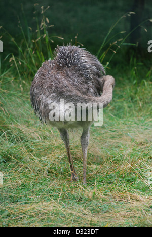 Eine exotische Darwin Vogel seine Federn im Edinburgh Zoo in eine offene grüne Wiesen Stift mit grauen grauen Gefieder Federn putzen Stockfoto