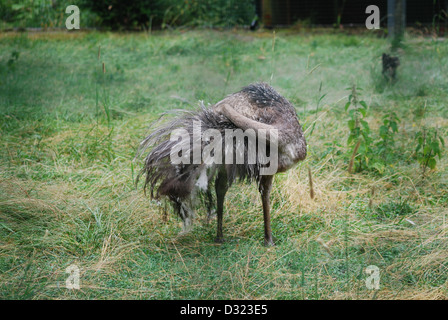 Eine exotische Darwin Vogel seine Federn im Edinburgh Zoo in eine offene grüne Wiesen Stift mit grauen grauen Gefieder Federn putzen Stockfoto