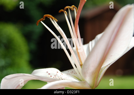 Eine weiße Lilie mit Wassertropfen auf seine Blüten und Samen betrachtet man das Licht im Sommer mit hellen attraktive Farbe Makro Stockfoto