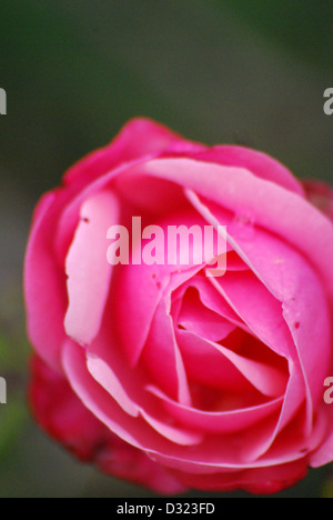 Eine rosa Rose mit Wassertropfen auf seine Blüten und Samen betrachtet man das Licht im Sommer mit hellen, attraktiven romantische Farben Stockfoto