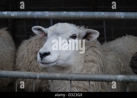 Ein Schaf in ein herding Stift in einem Markt Petting Zoo oder verkauft oder abkippte für Wolle mit anderen Tieren und Schafe warten auf dem Bauernhof Stockfoto