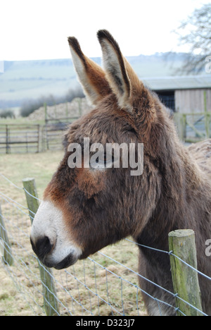 Ein Esel in einem Streichelzoo oder Bauernhof Blick über den Zaun an der Kamera Alarm und Aufmerksamkeit, die in ein Feld offen im freien Stift Stockfoto