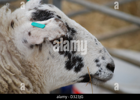 Eine enge Porträt eines gefleckten schwarzen und weißen Schafes mit tagged Ohr in einen Stift voller Tiere auf einem Markt Streichelzoo oder Bauernhof Stockfoto