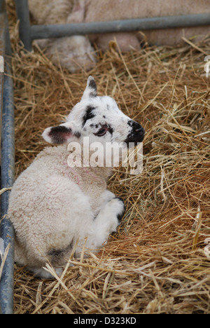 Einem neugeborenen Lamm auf einem Streichelzoo und Bauernhof in einen Stift von frischem Heu oder Stroh, Nahaufnahme von schwarzen und weißen Gesicht Stockfoto