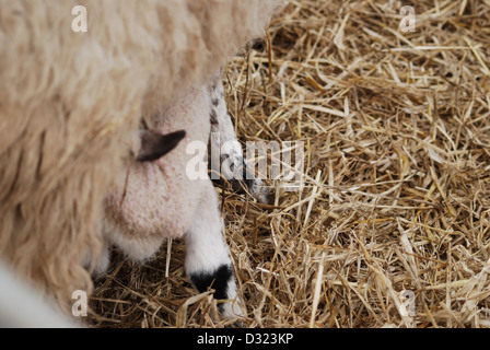 Eine neue geboren Lamm Spanferkel und Fütterung von seiner Mutter in einem Kugelschreiber voller Heu während Ostern und Brutzeit auf einen Streichelzoo Stockfoto