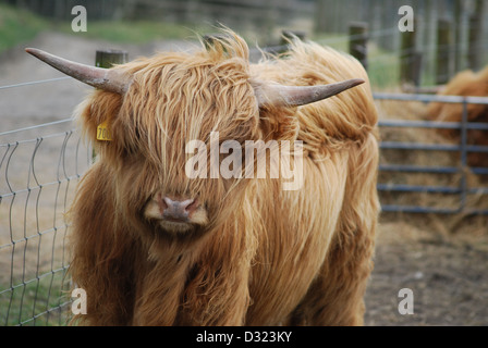 Nahaufnahme einer Highland Kuh mit orange und Ingwer Langhaar Fell in einem Streichelzoo oder Bauernhof mit Hörnern und Bokeh Hintergrund unscharf Stockfoto