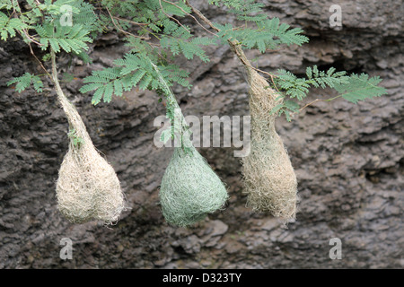 Weaver Vogelnester Baum hängen Stockfoto