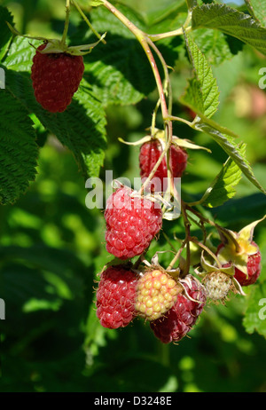 große Reifen und unreifen roten Himbeeren auf einen Stock in der Sonne Stockfoto