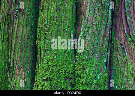 Abstraktes Bild von einem geriffelten Baumstamm Western Red Cedar, Vancouver, Kanada. Stockfoto