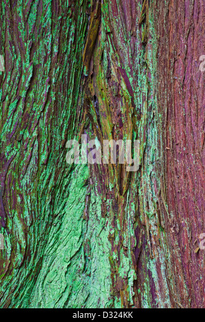 Abstrakte Textur Bild von Western Red Cedar Rinde Stockfoto