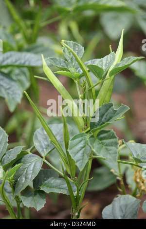 Guar oder Cluster Bean (Cyamopsis Tetragonoloba) Stockfoto